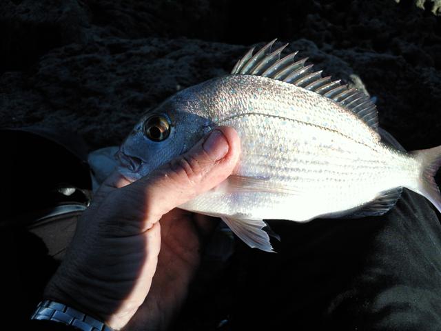 Baby pink snapper